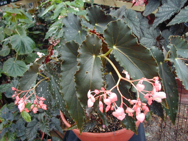 B. ‘Papillion’